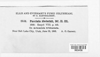 Puccinia absinthii image